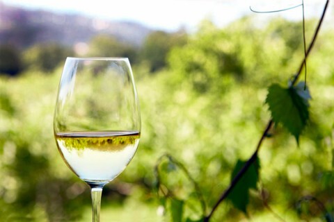 vino rueda verdejo